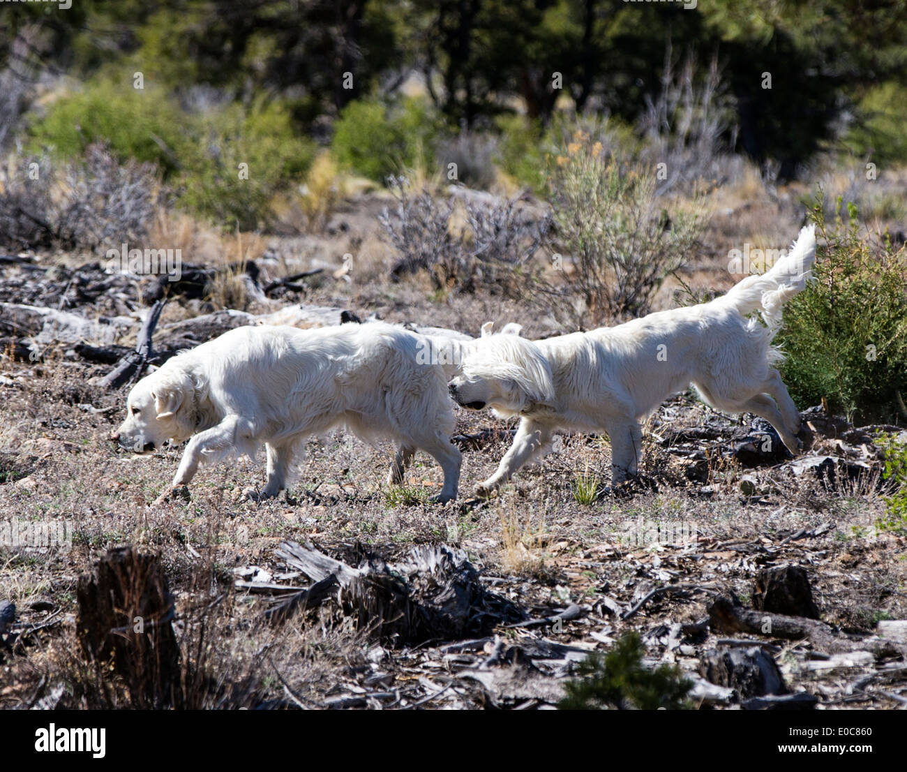 Zwei Platin farbige Golden Retriever Hunde laufen auf einem Bergweg Stockfoto
