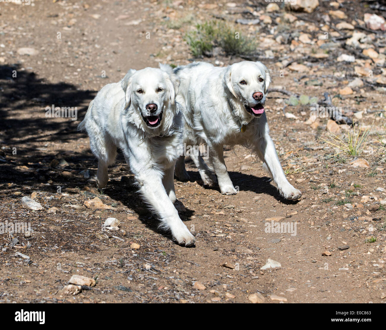 Zwei Platin farbige Golden Retriever Hunde laufen auf einem Bergweg Stockfoto