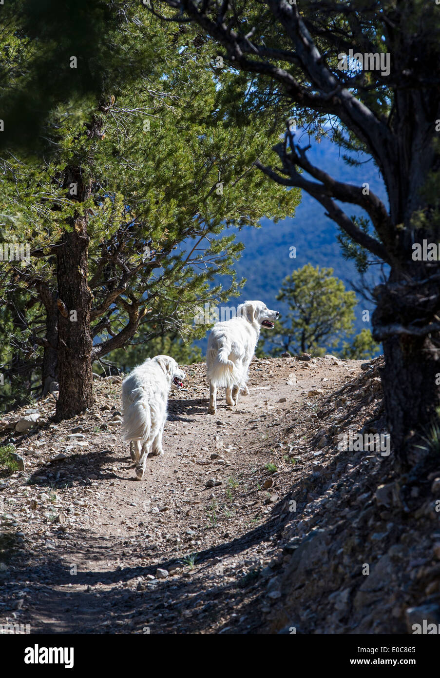 Zwei Platin farbige Golden Retriever Hunde laufen auf einem Bergweg Stockfoto