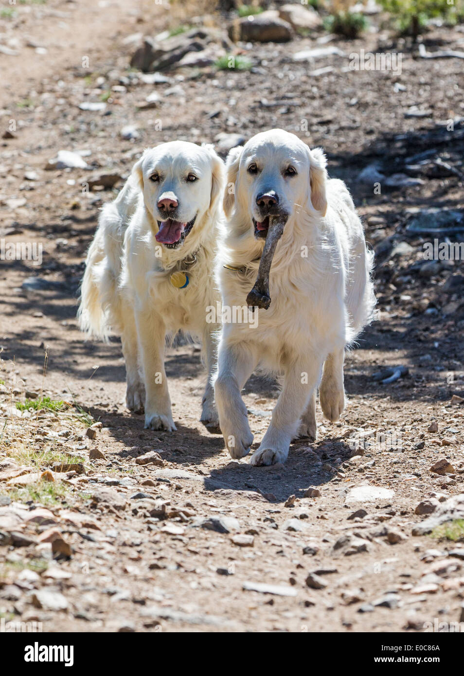 Zwei Platin farbige Golden Retriever Hunde laufen auf einem Bergweg. Ein Hund trägt einen Hirsch-Knochen. Stockfoto