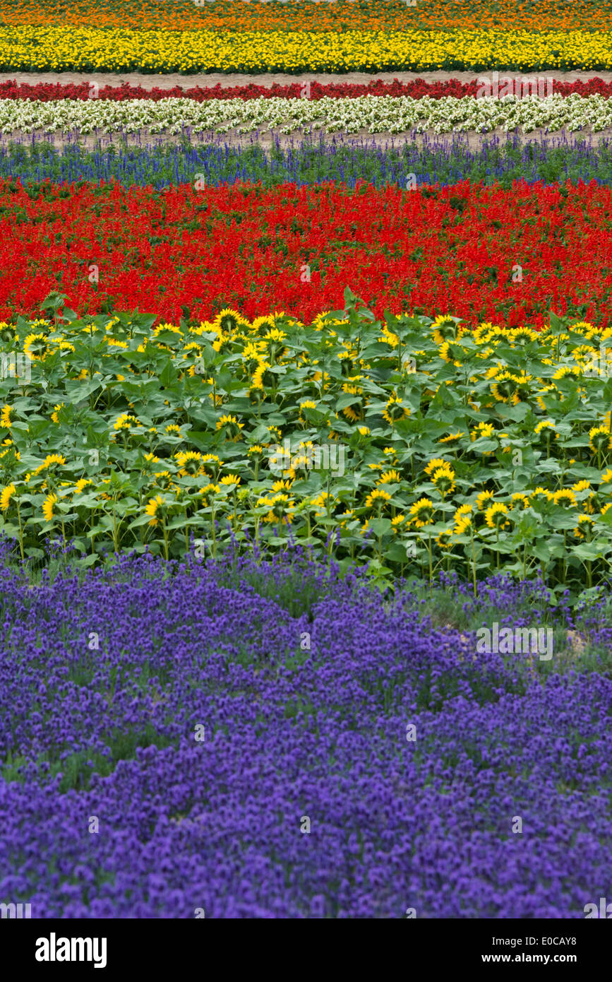 Lavender Farm, Präfektur Hiroshima Furano, Hokkaido, Japan Stockfoto