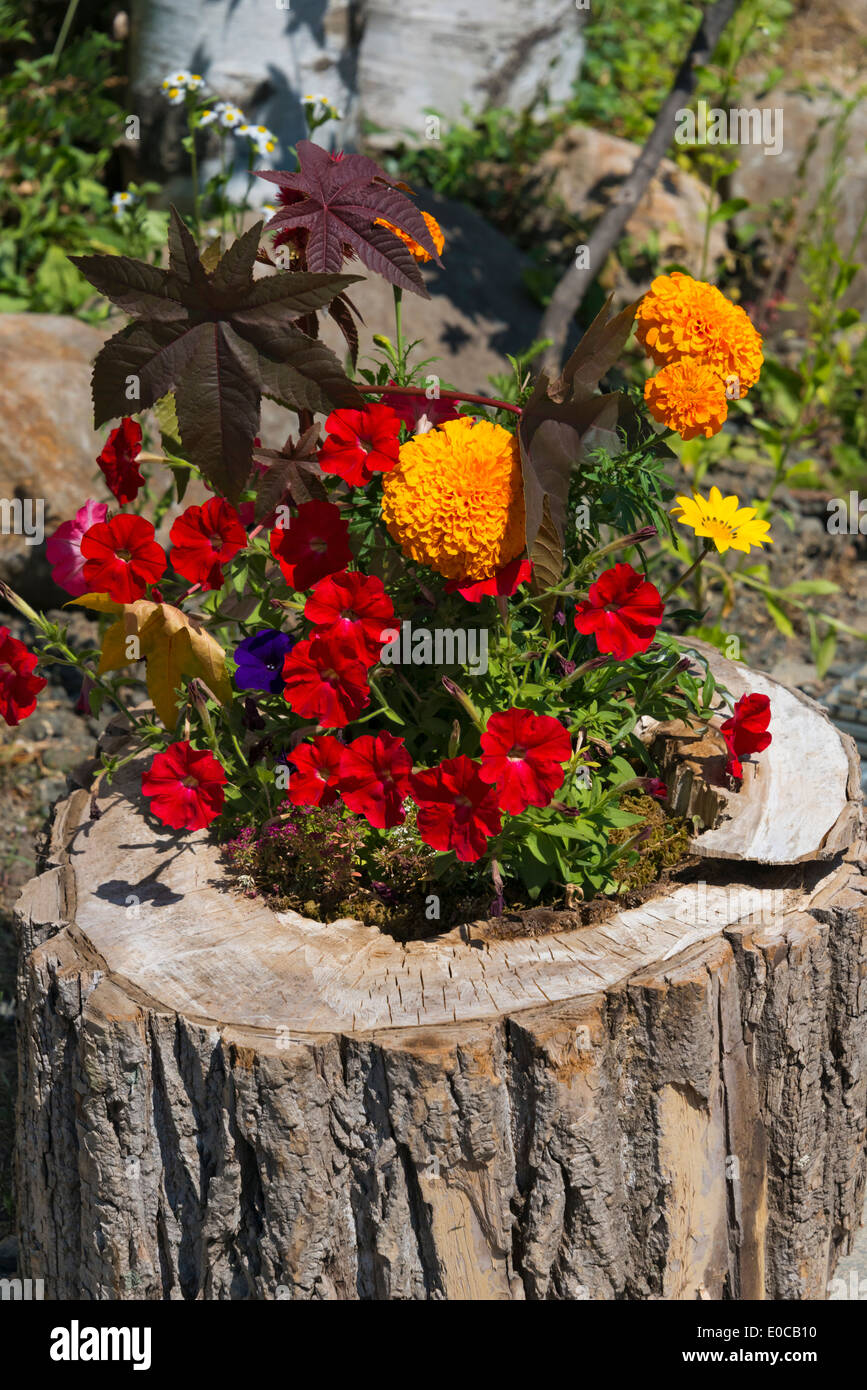 Blumendekoration, Präfektur Hiroshima Furano, Hokkaido, Japan Stockfoto