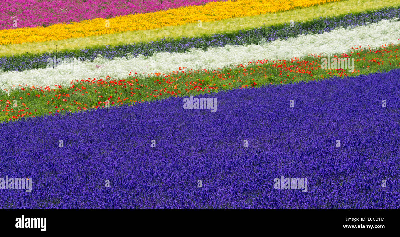 Lavender Farm, Präfektur Hiroshima Furano, Hokkaido, Japan Stockfoto