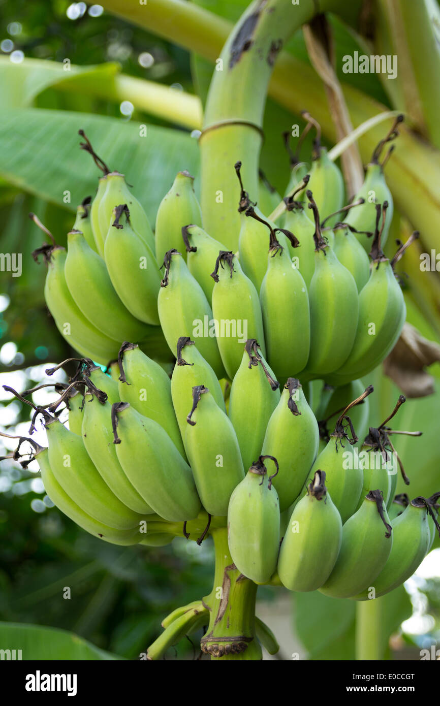 Grüne Banane hängen an einem Zweig ein Bananenbaum Stockfoto