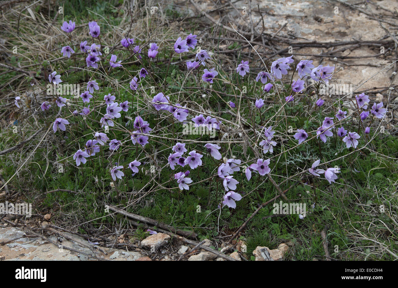 Wilde Anemonen wachsen aus dem Grundgestein, Cibin, Saylakkaya, Şanlıurfa Provinz, Süd-Ost-Türkei Stockfoto