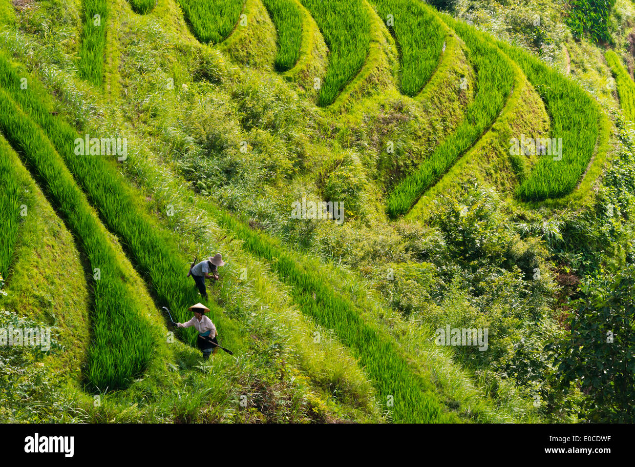 Bauern auf den Reis Anbau Terrasse, Longsheng, Provinz Guangxi, China Stockfoto