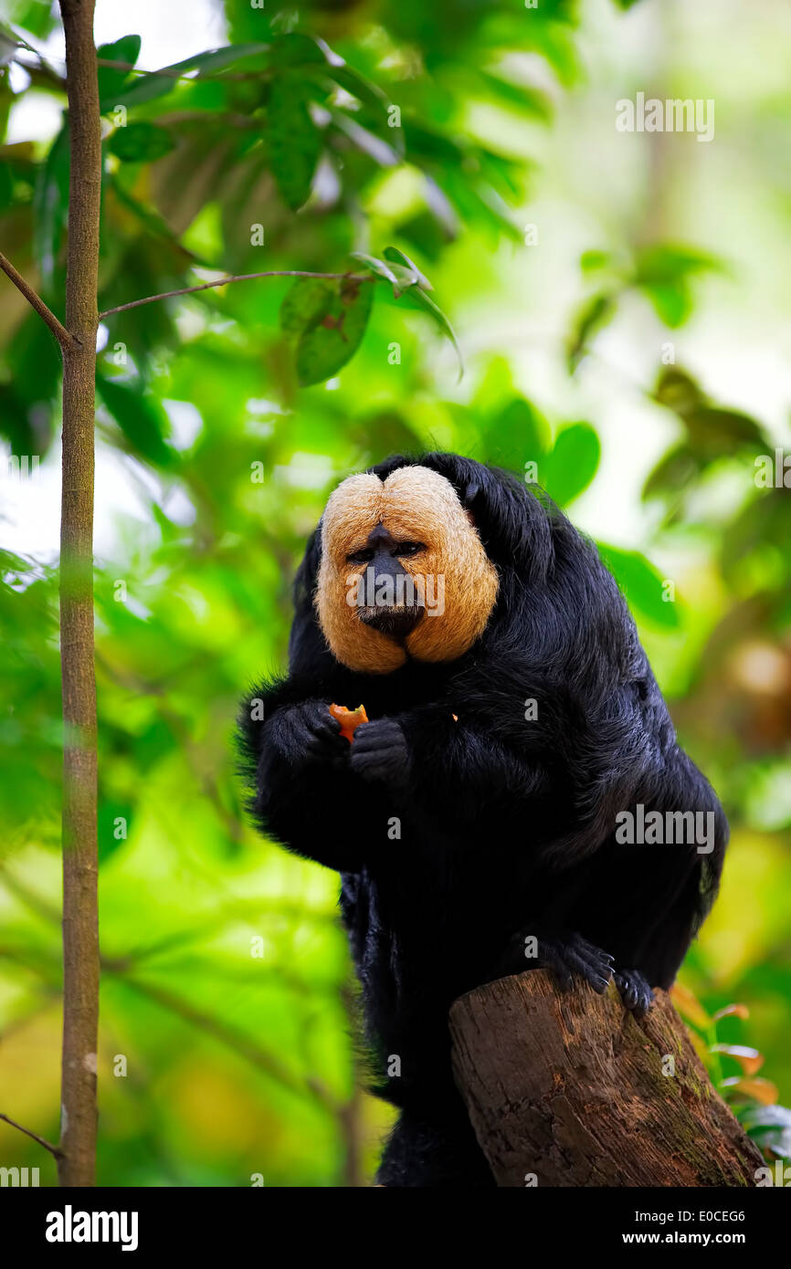 White-faced Saki Affen Stockfoto