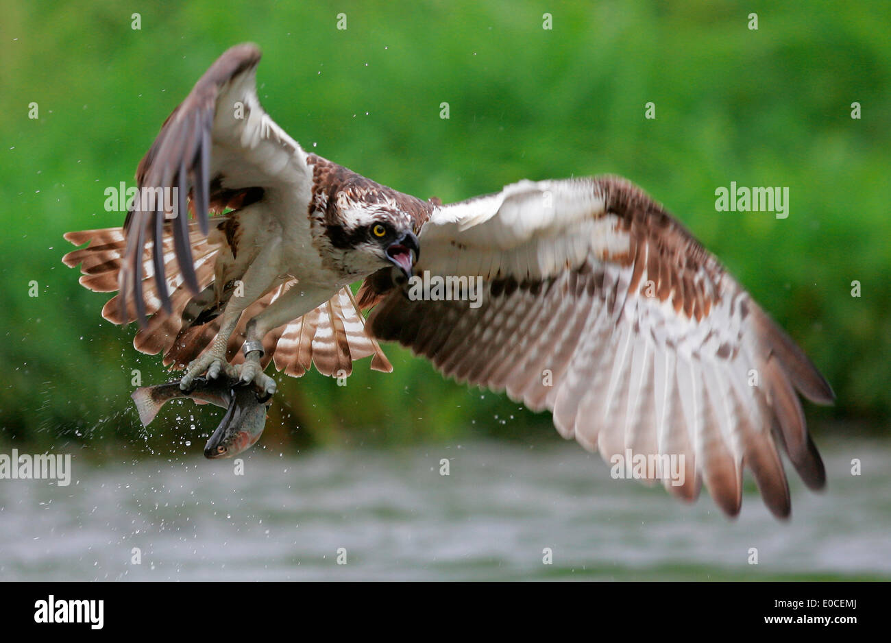 Osprey-Angeln auf Forelle, Finnland (Pandion Haliaetus) Stockfoto