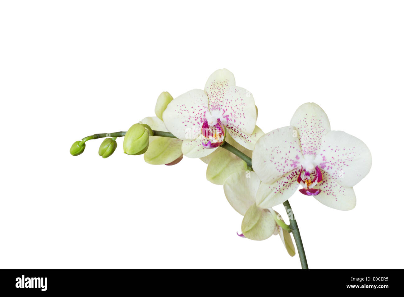 Weiße Orchidee isoliert auf weiss Stockfoto