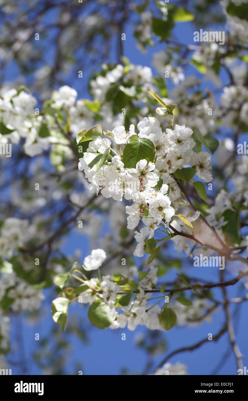 Die Birne blüht im Frühling auf einem Baum in Hasankeyf, Provinz Batman, Südosten der Türkei Stockfoto