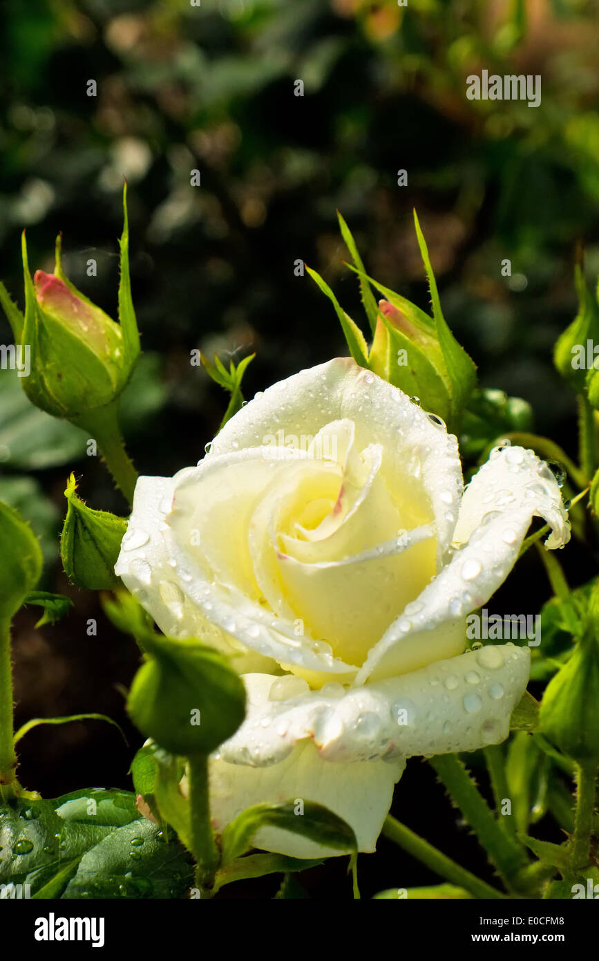 Wei? e, stieg auf ein Rosenstrauch in den Garten, Eine Weiﬂe, Blaeuehende Rose Auf Einem Rosenstrauch Im Garten Blaeuehende. Stockfoto