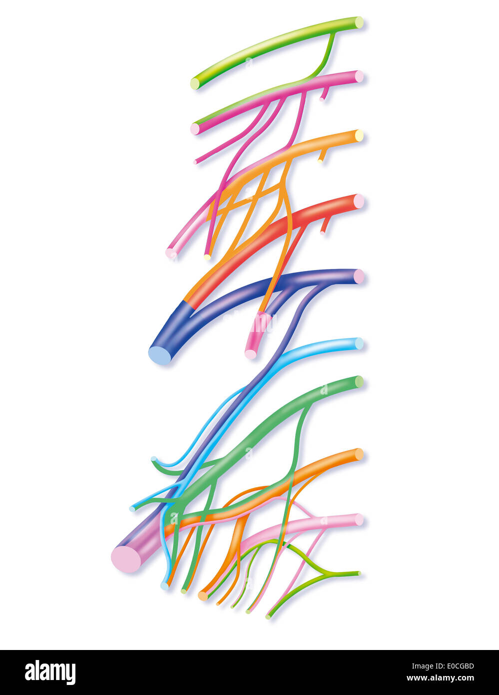 Lumbale plexus Stockfoto