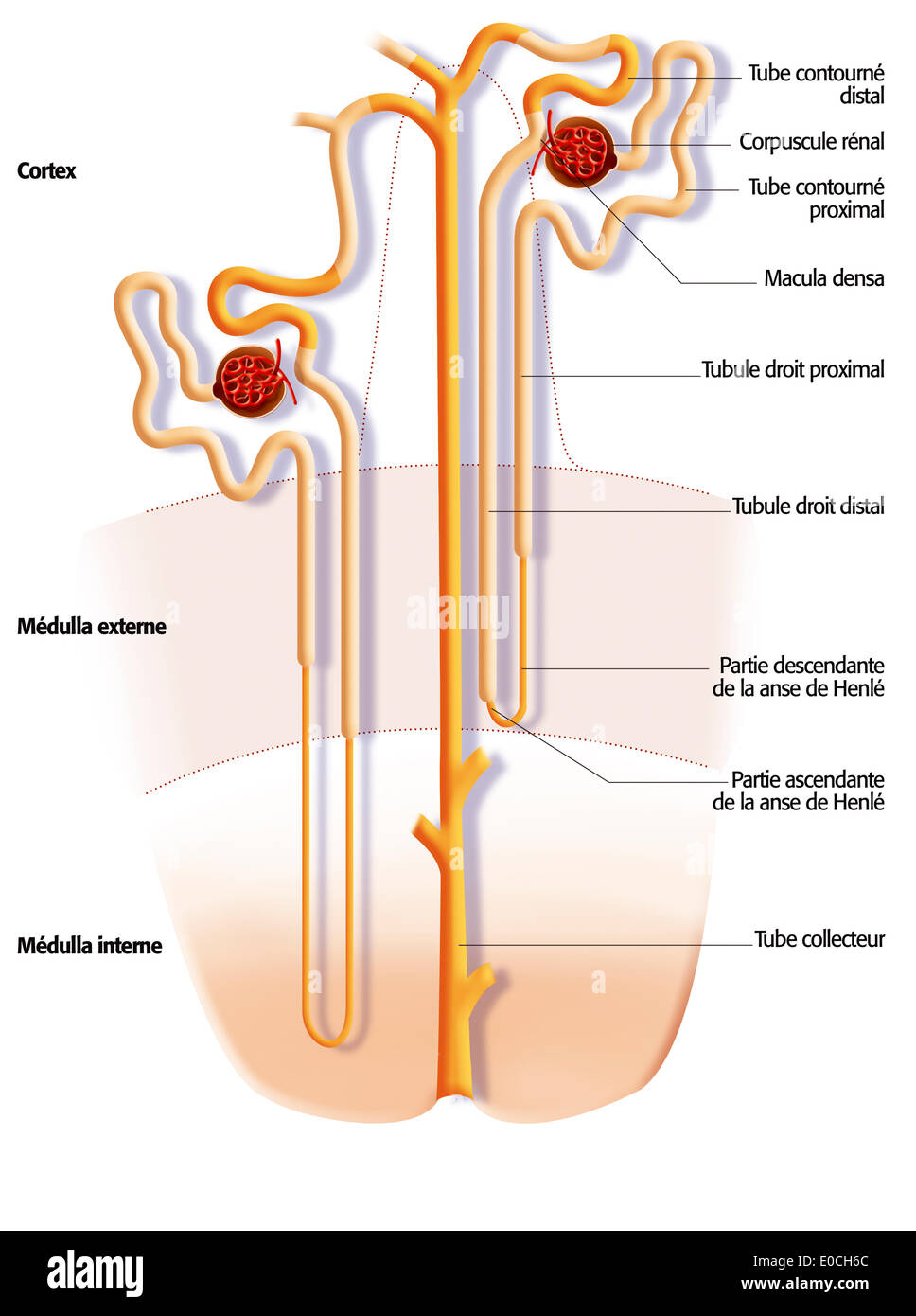 Niere Nephron, Zeichnung Stockfotografie Alamy