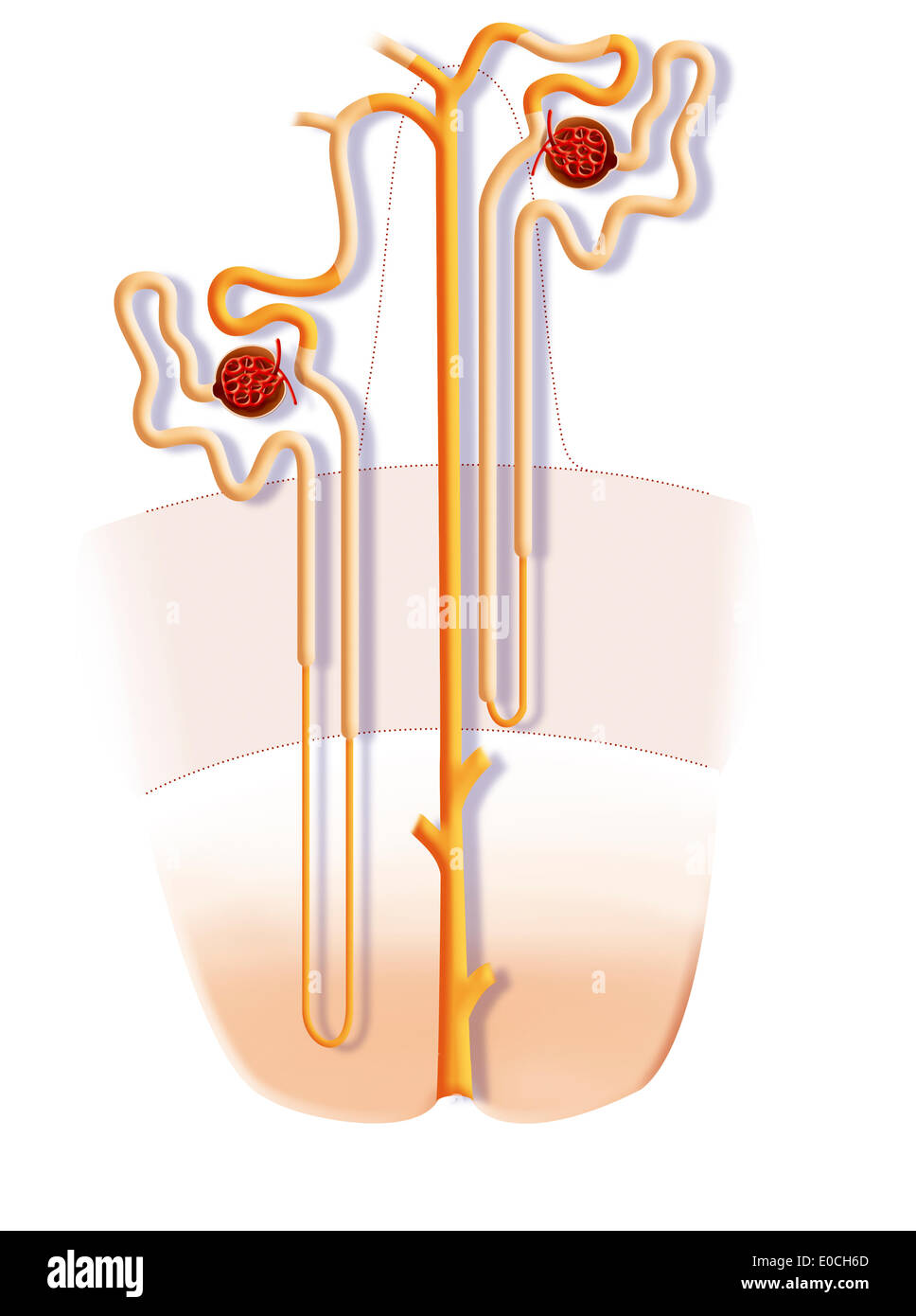 Niere Nephron, Zeichnung Stockfoto