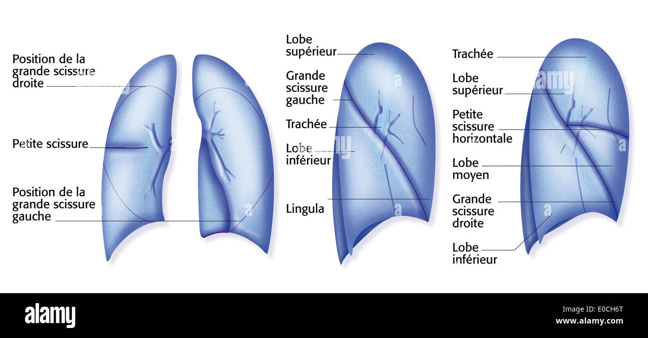 Lunge, Zeichnung Stockfoto