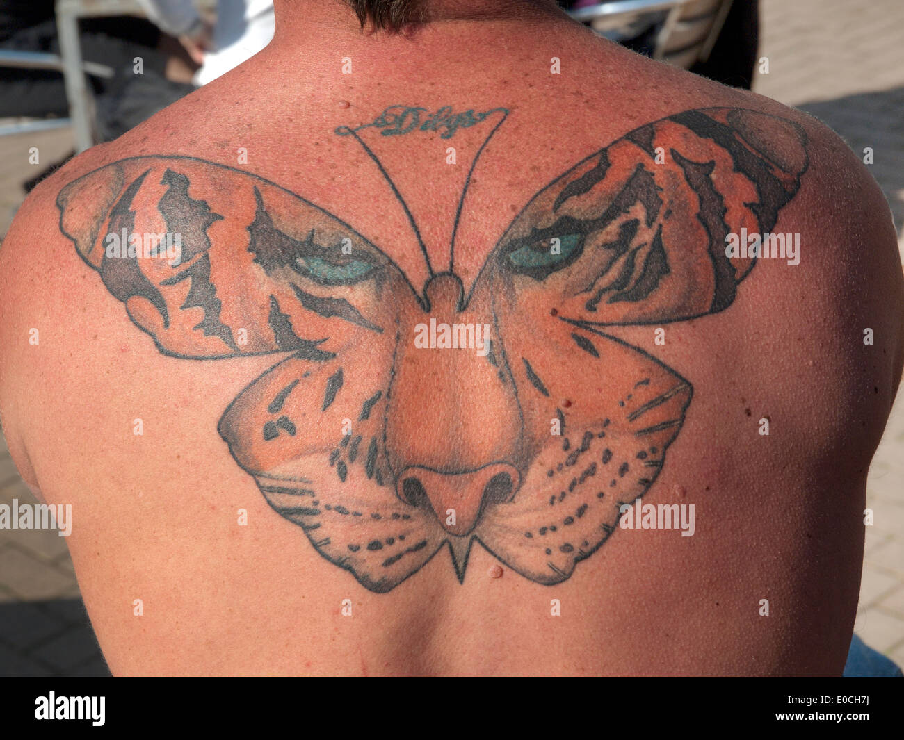 Ein Tiger/Schmetterling Tattoo auf eines Mannes zurück in Brighton Stockfoto