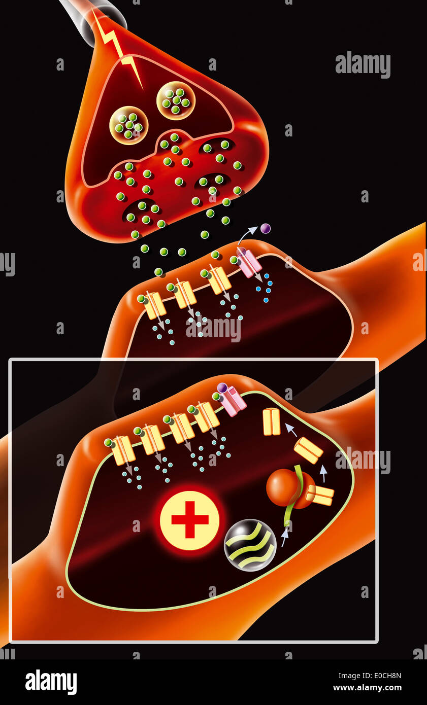Synapse, Zeichnung Stockfoto