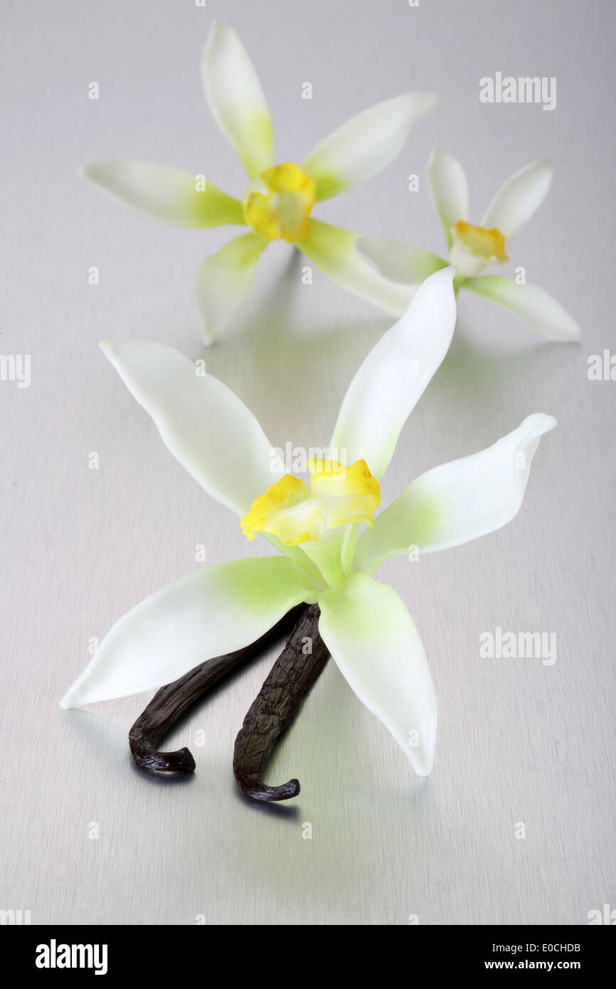 VANILLE BLÜTEN UND SCHOTEN Stockfoto