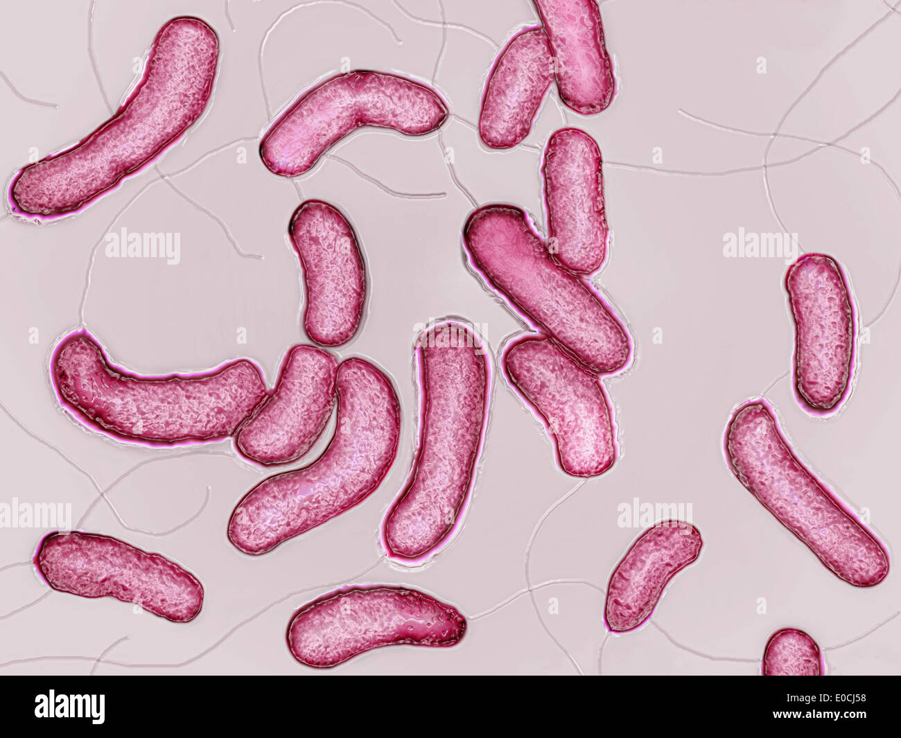 Vibrio cholerae Stockfoto