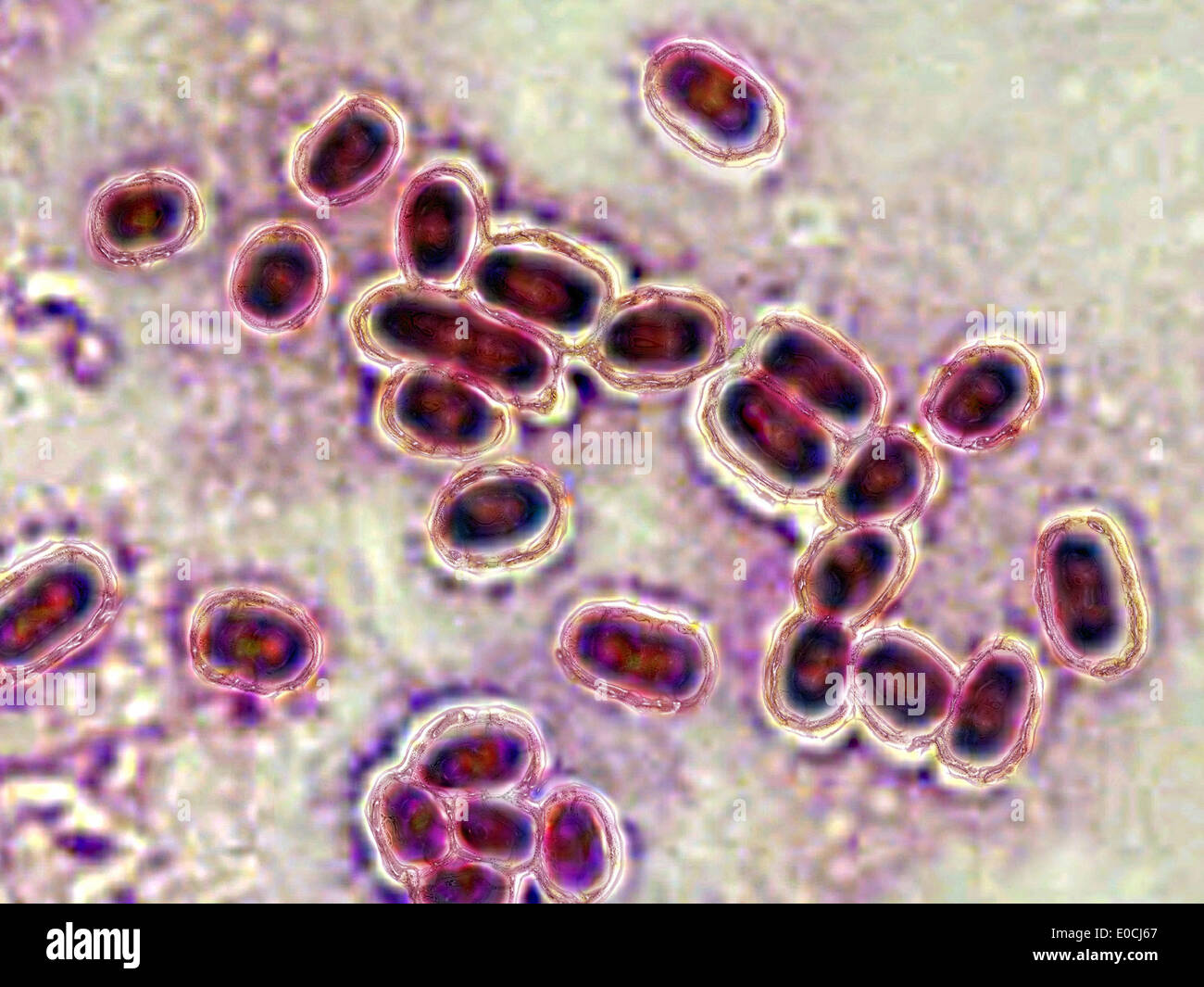 Streptococcus pneumoniae Stockfoto