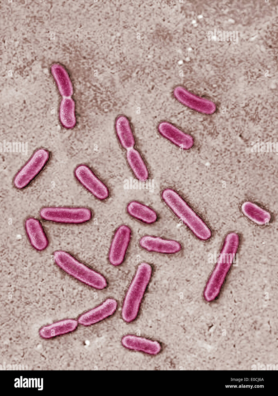 Pseudomonas Bakterium Stockfotos und bilder Kaufen Alamy