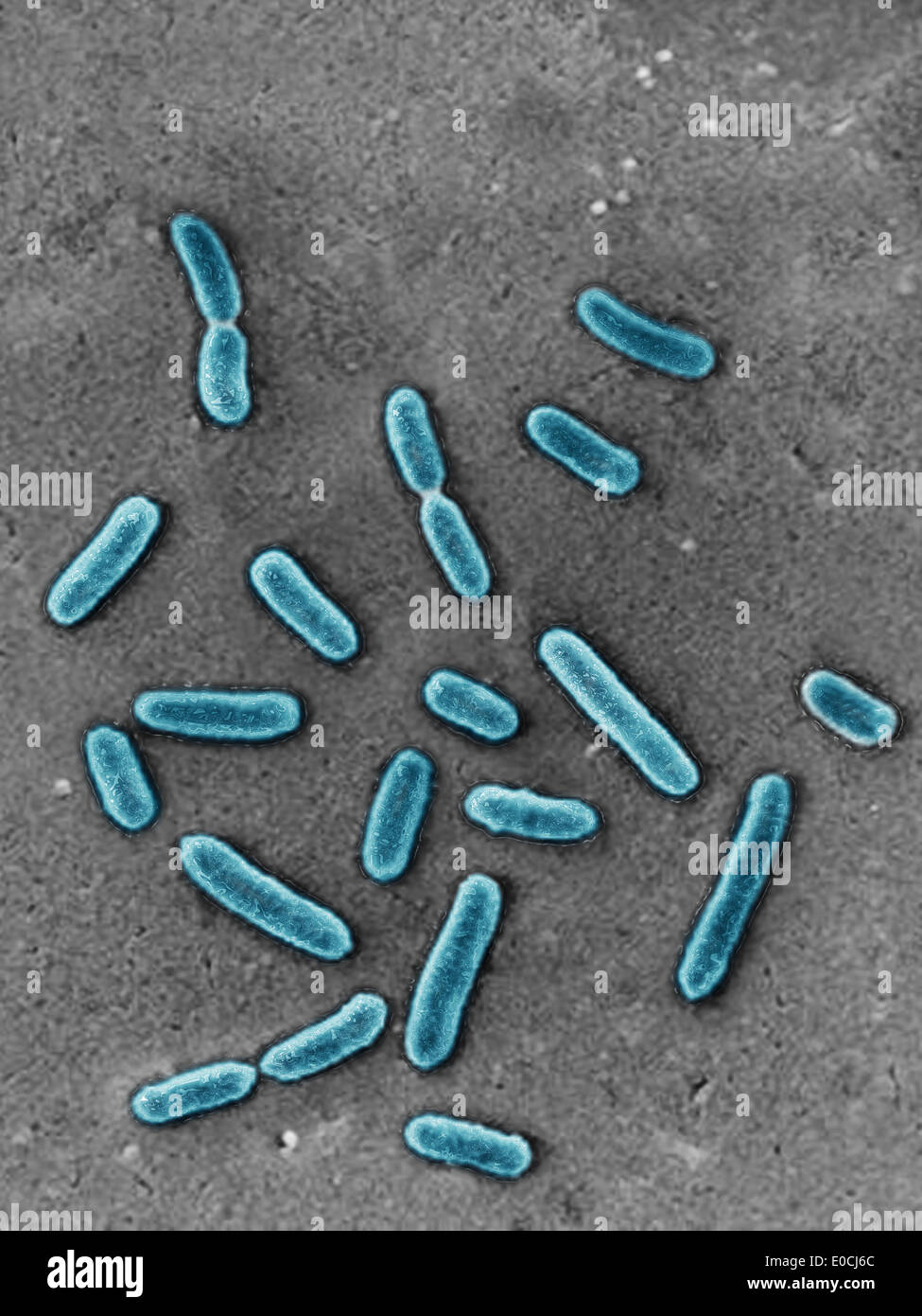 Pseudomonas aeruginosa Stockfoto