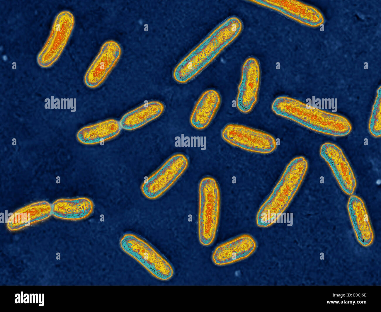 Pseudomonas aeruginosa Stockfoto