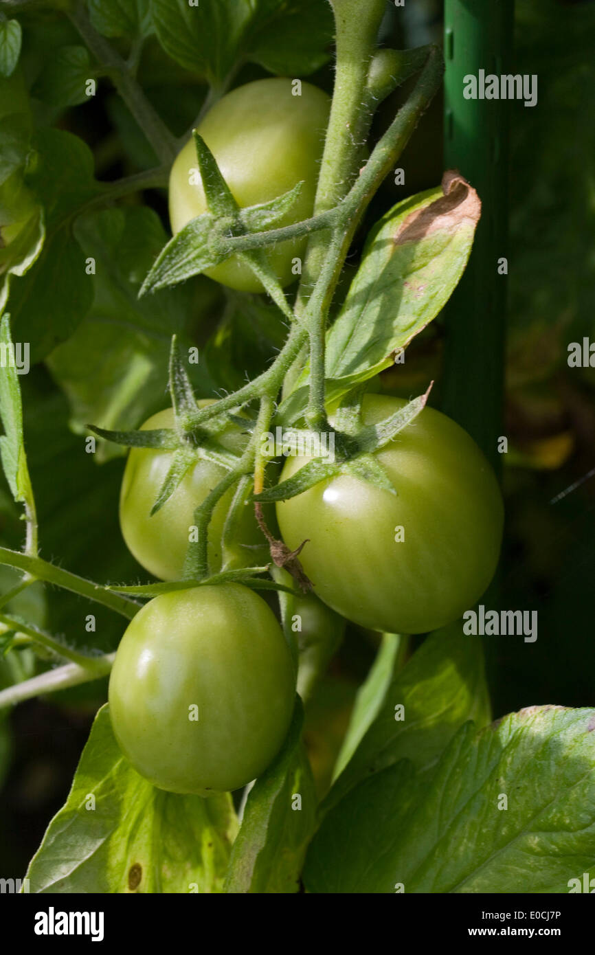 Tomaten wachsen Stockfoto
