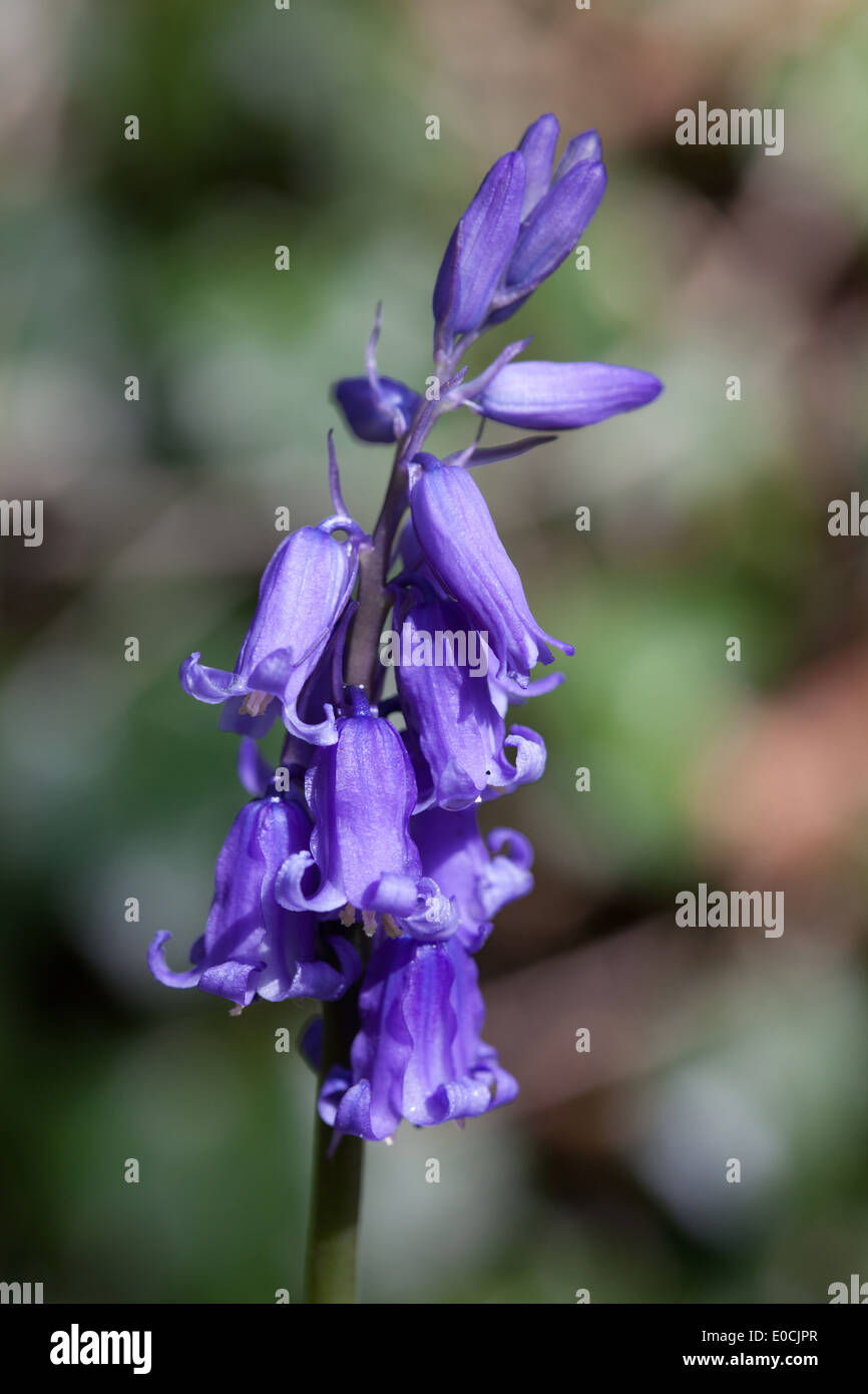 Hyacinthoides non Scriptus englische Glockenblumen Stockfoto