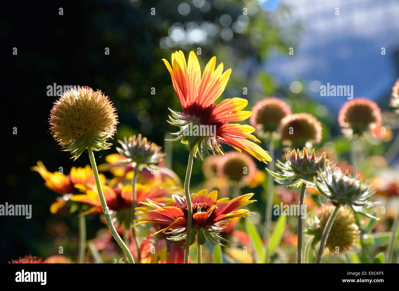 Kegel-Blumen im Blumenbeet Stockfoto