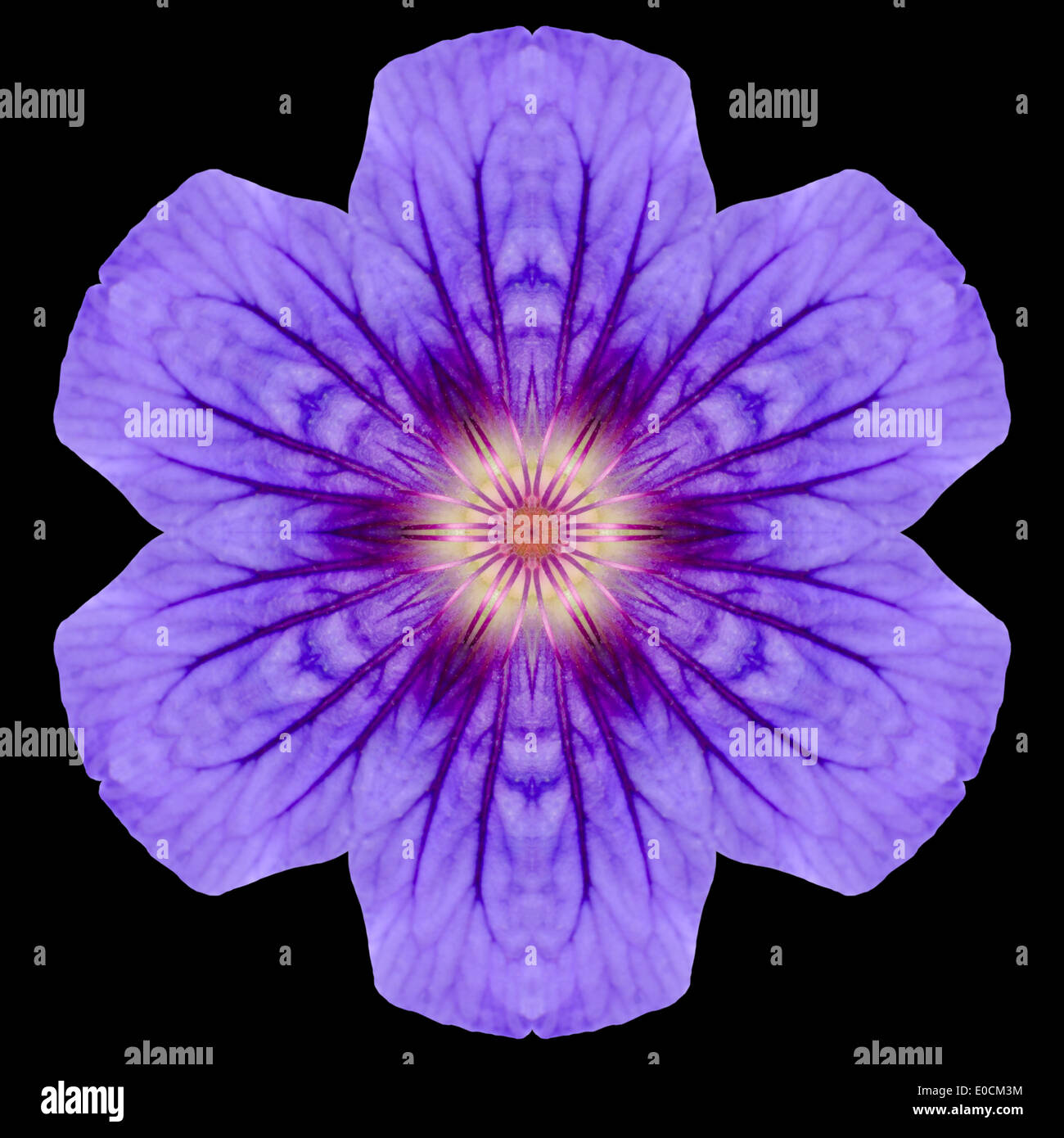 Lila Mandala Geranie Blume. Kaleidoskopische Design auf schwarzem Hintergrund isoliert Stockfoto