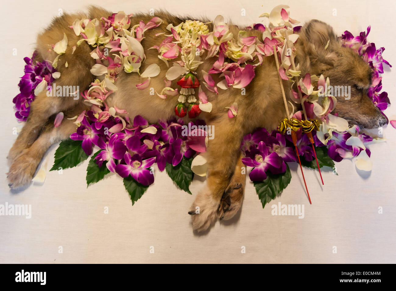 Hund-Trauerfeier; Ruhe in Frieden. Stockfoto