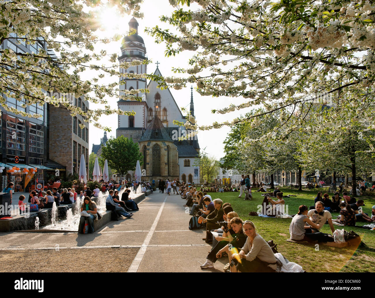 Kirschbäume, Thomas-Kirche, Leipzig, Sachsen, Deutschland, Europa Stockfoto