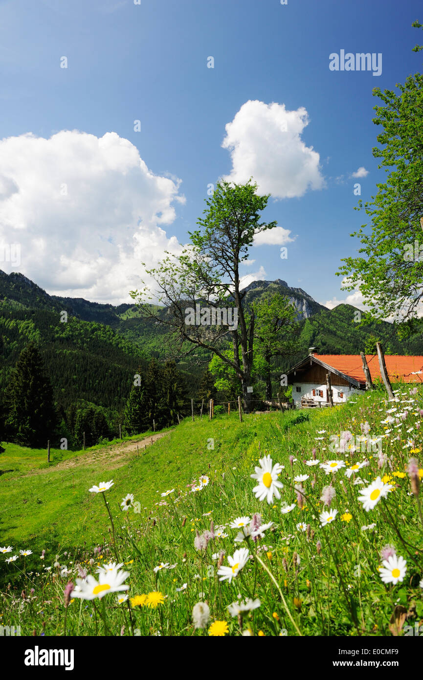 Wiese mit Hütte, Breitenstein im Hintergrund, Wendelstein Range, Bayerische Voralpen, Upper Bavaria, Bavaria, Germany, Euro Stockfoto