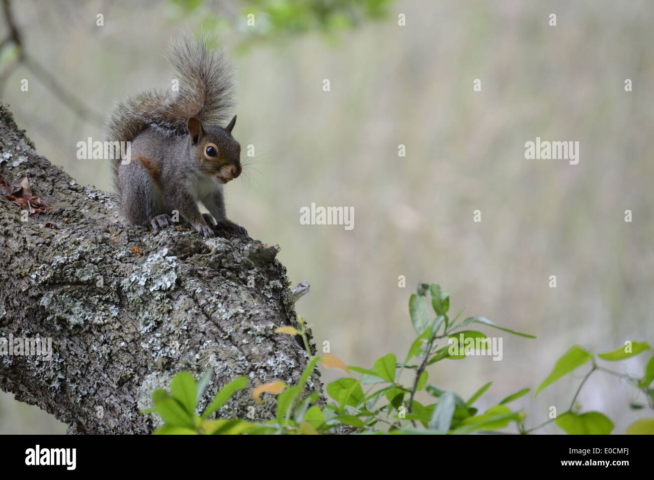 Ein Eichhörnchen sitzt auf einem Baum, während naschen. Stockfoto