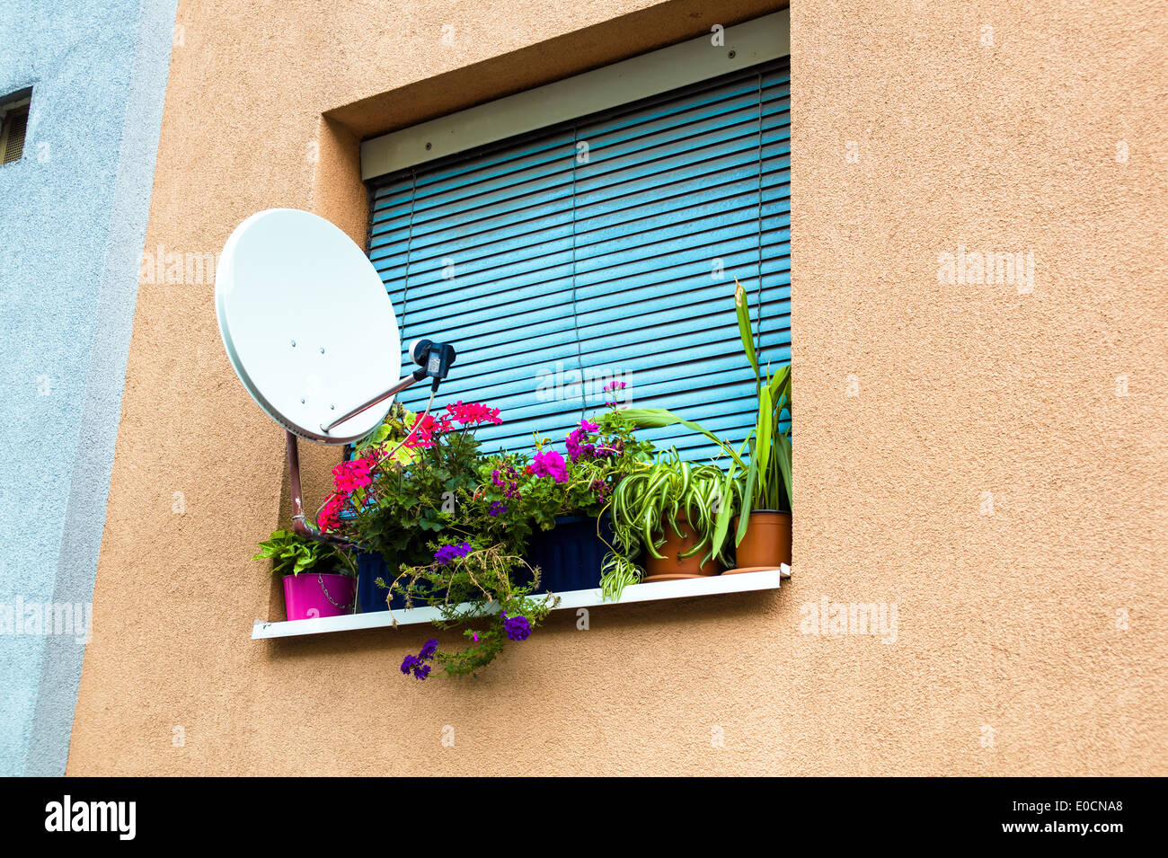 Sat-Arrangement für ein TV-Gerät und Blumen auf dem Fenster einer Wohnung in der Stadt, Satellitenanlage Faeuer Ein Fe Stockfoto