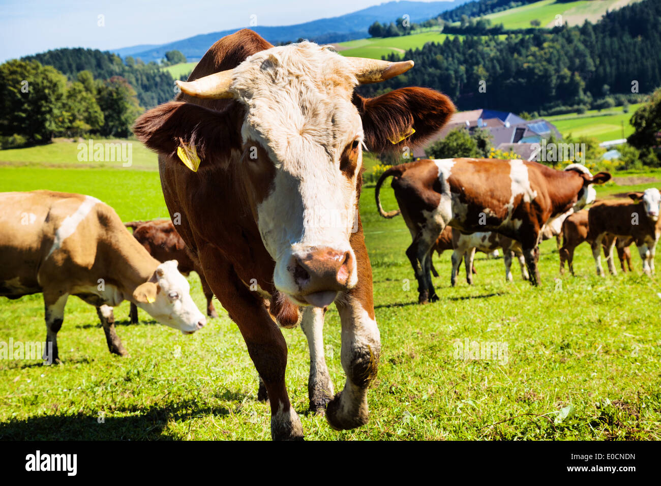 Eine Kuh mit grasen auf der Weide. Halten von Haustieren in der Landwirtschaft, Eine Glaeueckliche Kuh Beim Grasen Auf der Weide. Tierhaltu Stockfoto