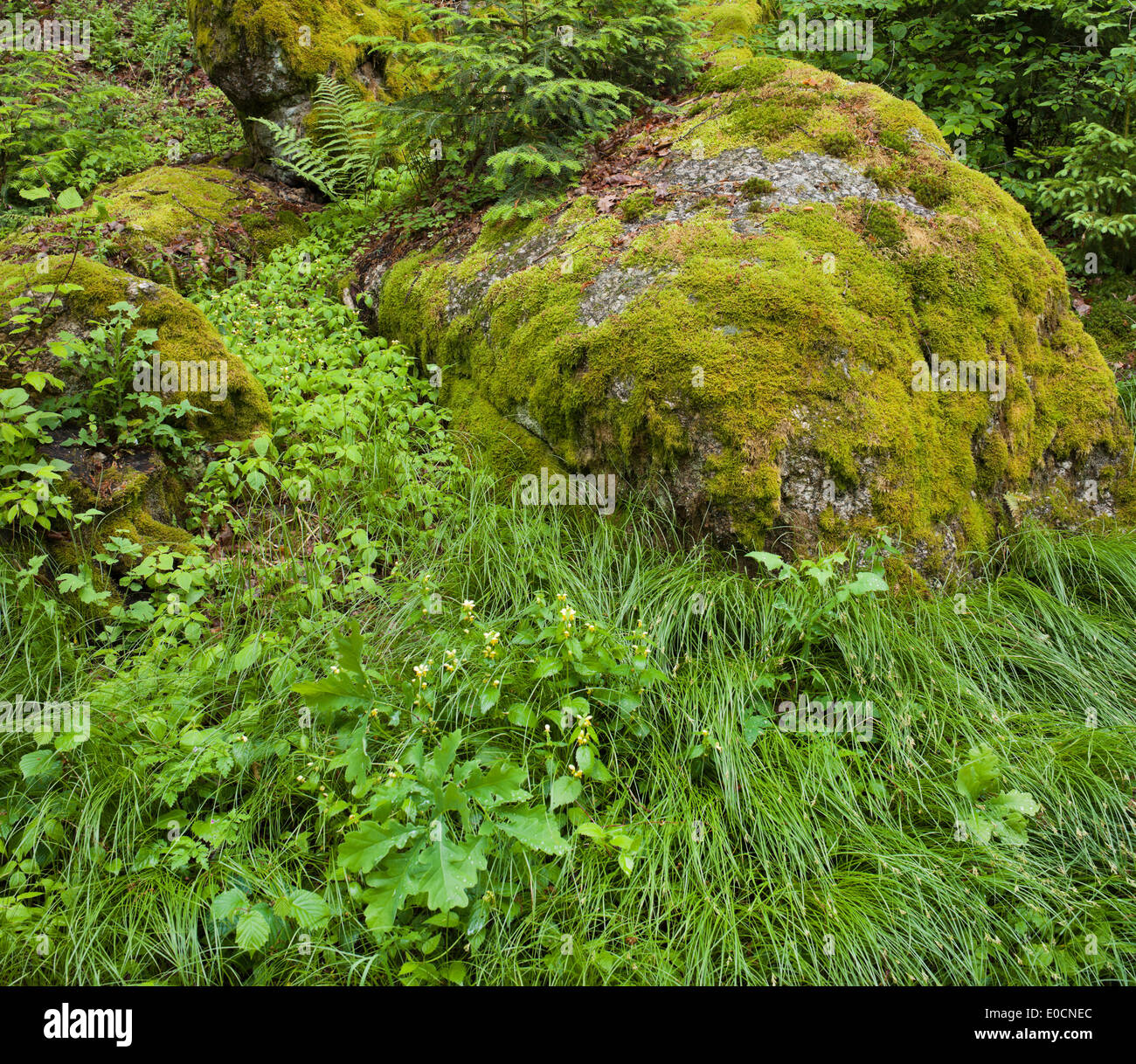 Moos und Rasen im Landschaftsschutzgebiet Feldaist, Oberösterreich, Österreich, Europa Stockfoto