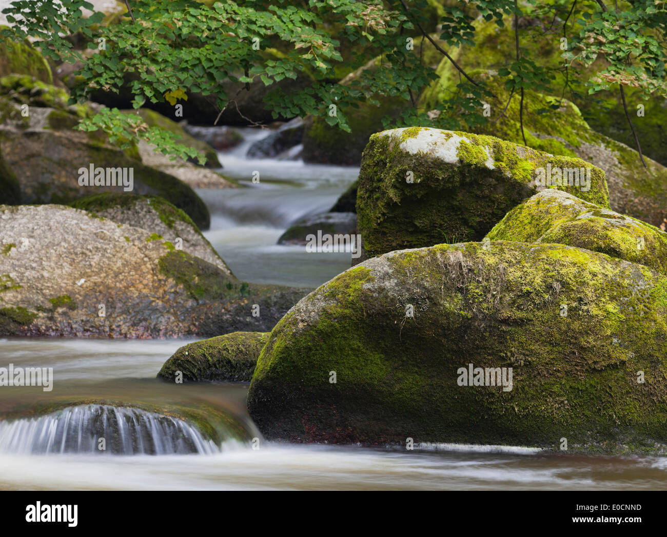 Stream inmitten von Felsen am Landschaftsschutzgebiet Feldaist, Oberösterreich, Österreich, Europa Stockfoto