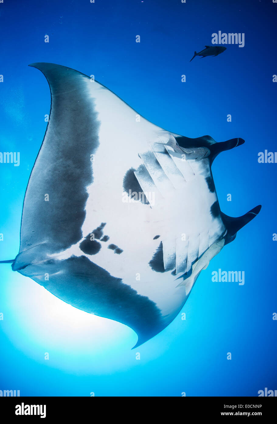 Manta Rochen, Manta Birostris, San Benedicto, Revillagigedos, Socorro Inseln, Mexiko E. Pazifischer Ozean Stockfoto