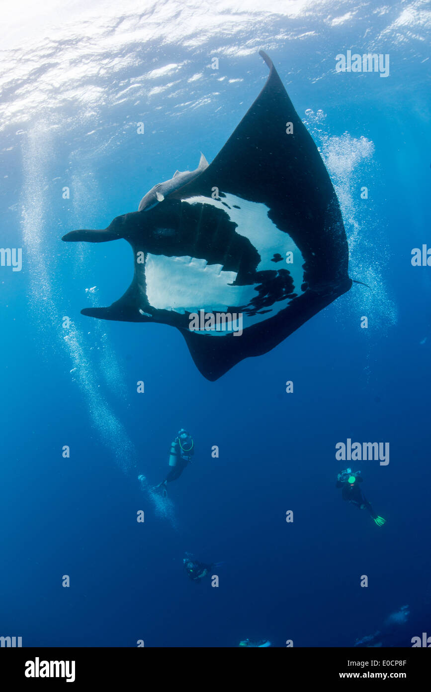 Manta Rochen, Manta Birostris, San Benedicto, Revillagigedos, Socorro Inseln, Mexiko E. Pazifischer Ozean Stockfoto