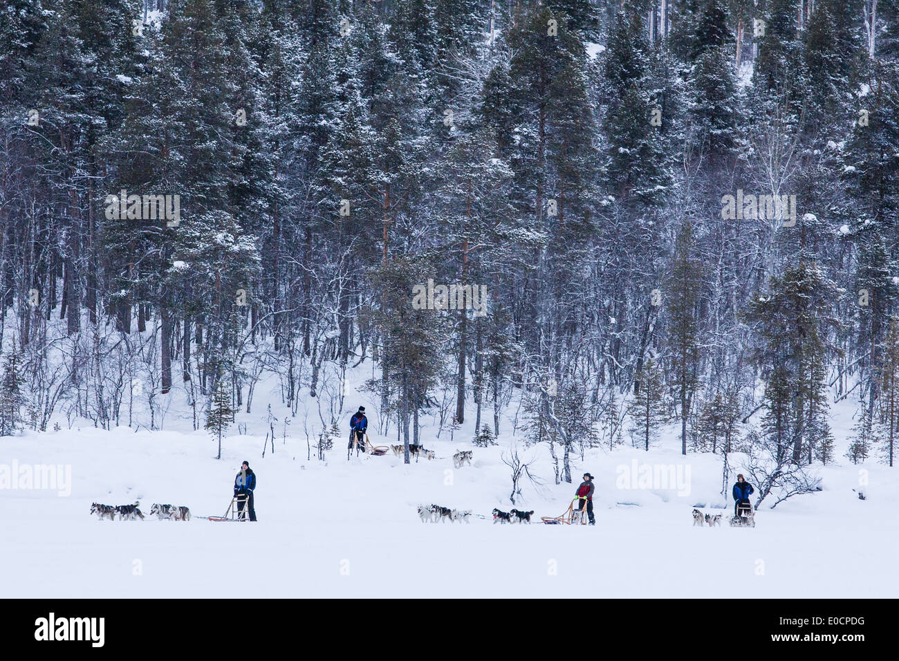 Leute mit Hundeschlitten im Schnee bedeckt Landschaft, Lappland, Finnland, Europa Stockfoto
