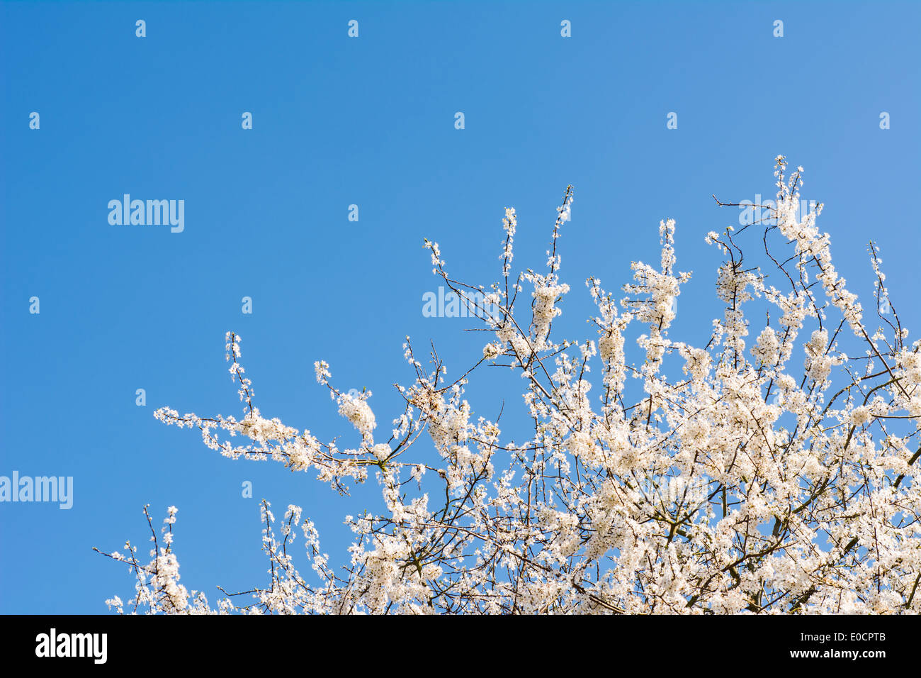 Blüte auf einem Pflaumenbaum vor einem strahlend blauen Himmel. Stockfoto