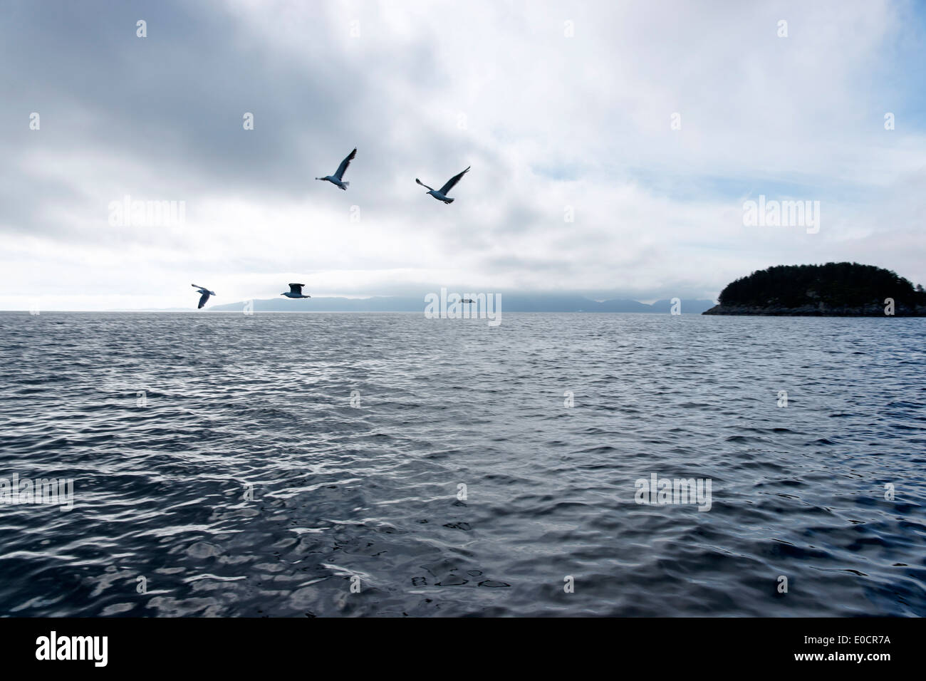 Möwen fliegen über der Nordsee, kleine Insel in Austevoll Storebro, Insel Huftaroy, Norwegen Stockfoto