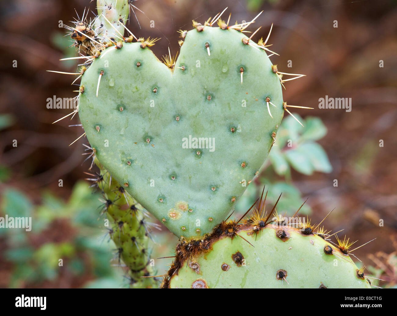 Herz des kaktus -Fotos und -Bildmaterial in hoher Auflsung  Alamy