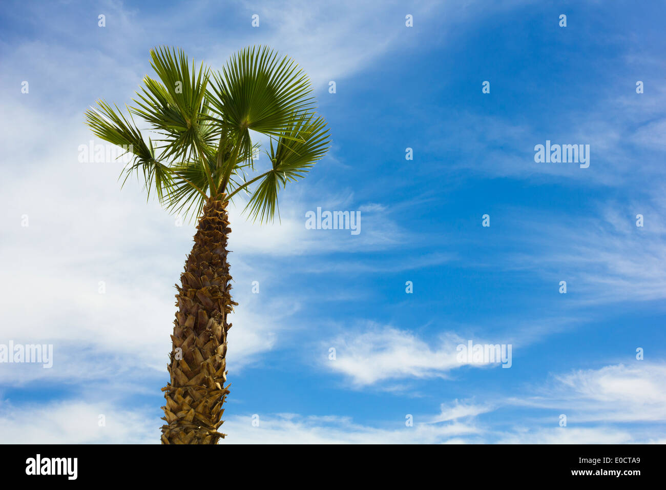 Grüner Baum unter blauem Himmel und Wolken-Hintergrund Stockfoto