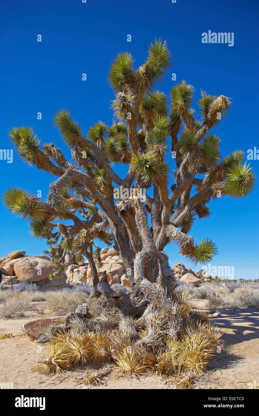Joshua Tree im Hidden Valley im Joshua Tree National Park, Mojave-Wüste, Kalifornien, USA, Amerika Stockfoto