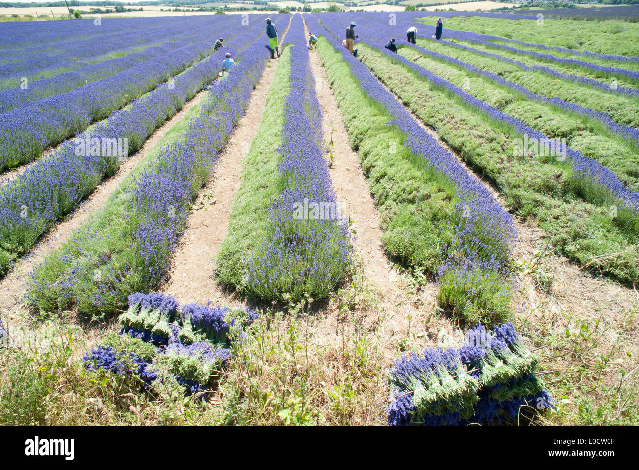 Große Felder von Lavendel in der Erntezeit. Stockfoto