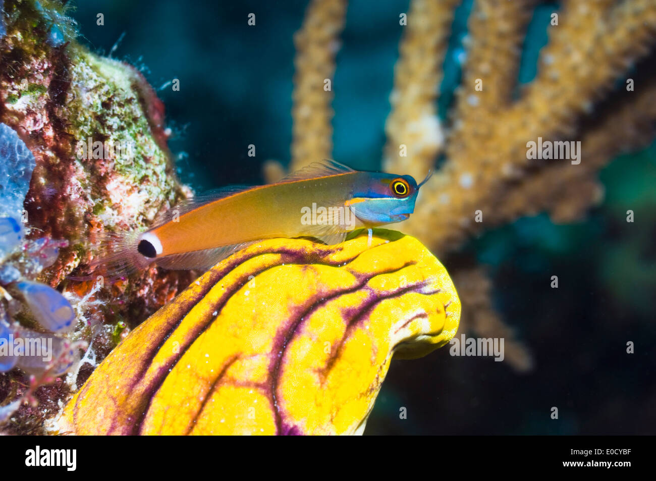 Tailspot Blenny auf Seescheide, Raja Ampat, West-Papua, Indonesien. (Ecsenius Stigmatura) (Polycarpa Aurata) Stockfoto