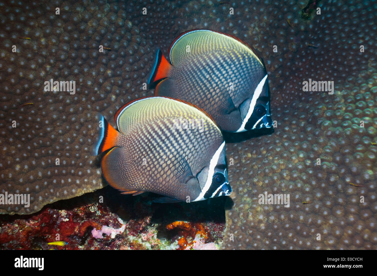 Rotschwanzboa oder Halsband Butterflyfish, Andamanensee, Thailand. (Chaetodontidae Collare) Stockfoto